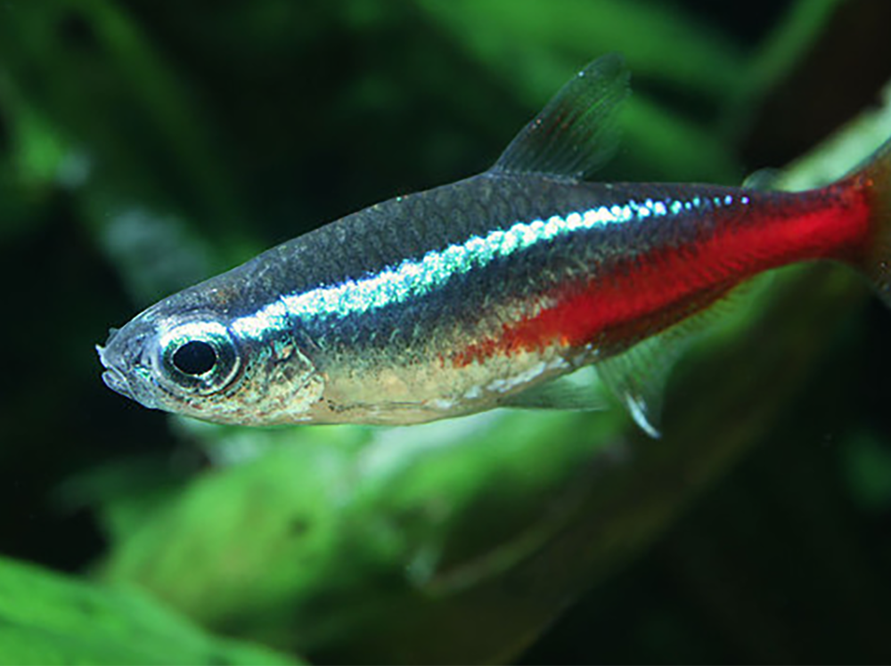 Neon Tetra Fish