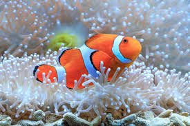 Clownfish