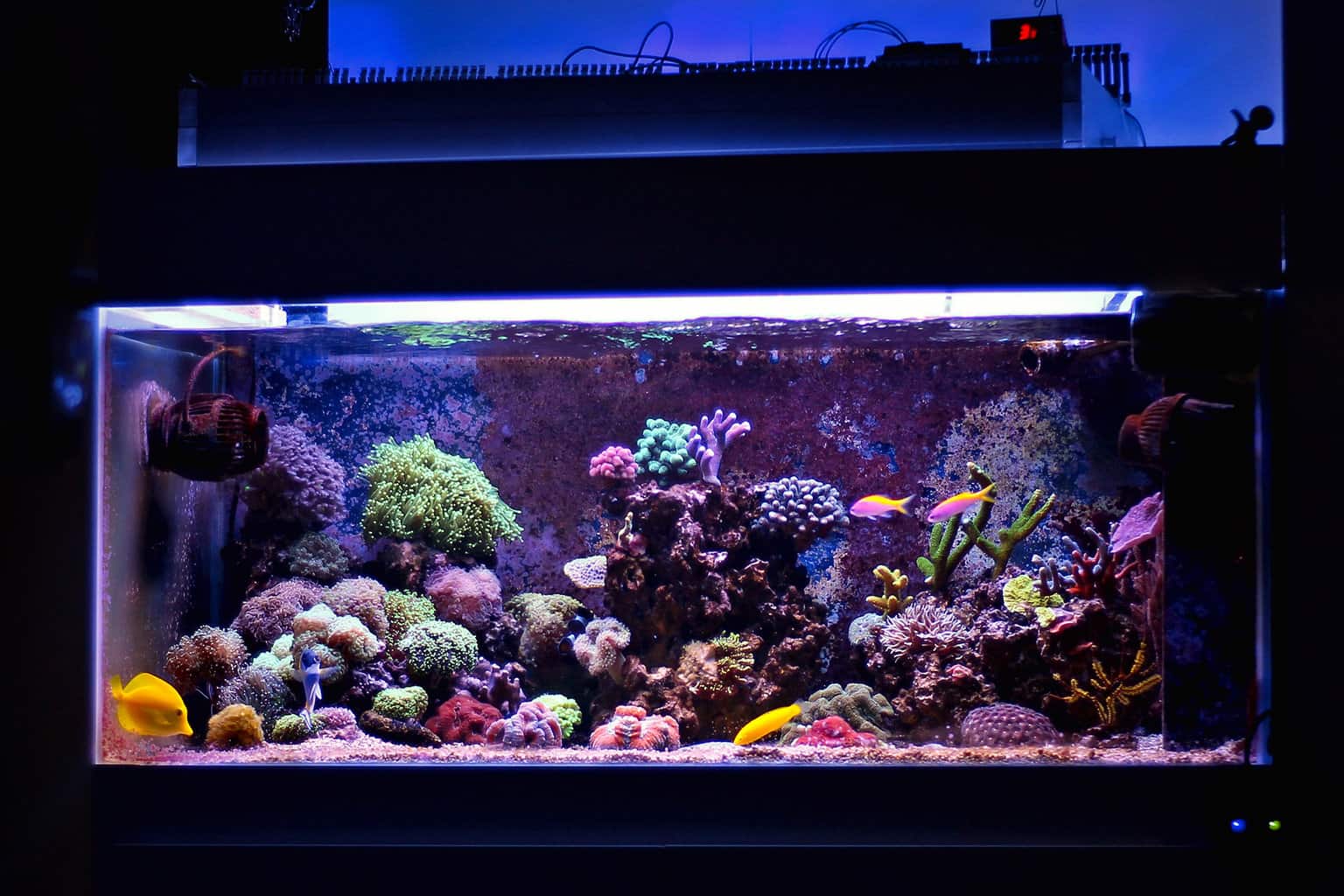 Marine Aquarium Setup